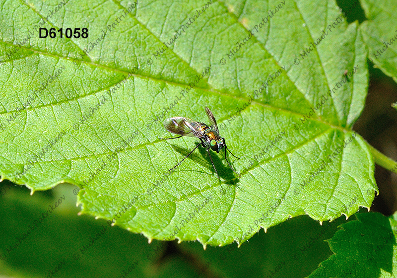 Condylostylus patibulatus (Dolichopodidae, Diptera)